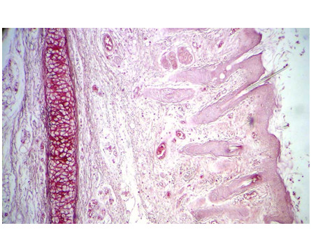 Corantes Microscopia Orceina Acetica 30ml Corantes  vitrilab