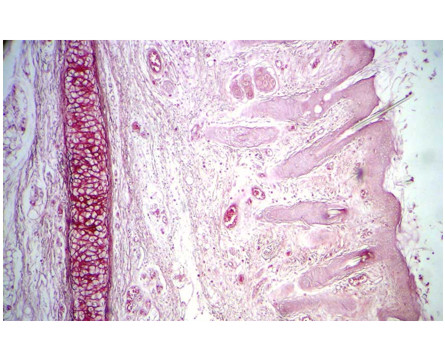 Corantes Microscopia Orceina Acetica Corantes  vitrilab