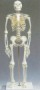 Material Didatico Esqueleto 240000024 Modelos  vitrilab