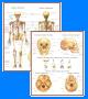 Material Didatico Sistema esqueletico   O craneo Mapas  vitrilab